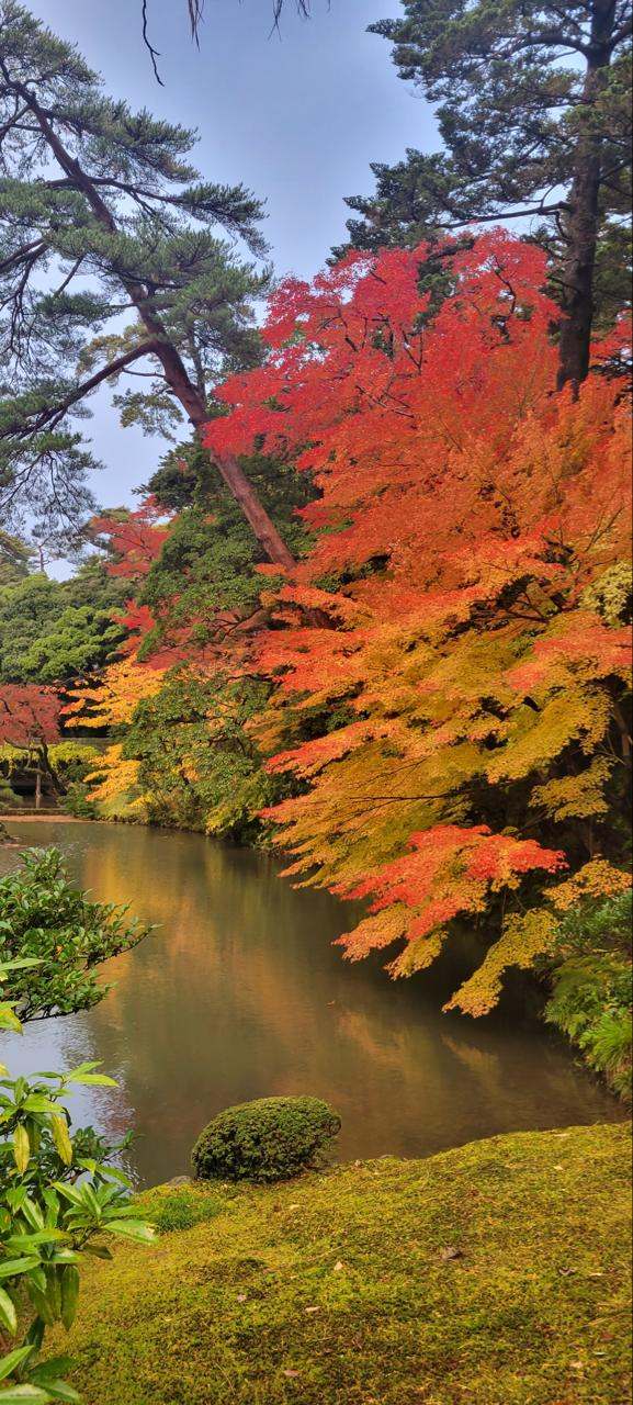 Érables rouges et orange penchés au-dessus d'un bassin, dans un jardin japonais