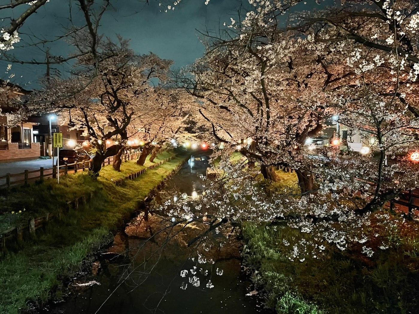 Cerisiers en pleine floraison illuminés de nuit le long d'un canal, lanternes accrochées aux arbres