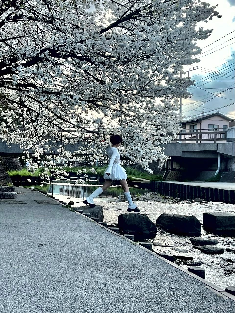 Une personne traverse un canal sur des pierres de gué, sous des cerisiers en pleine floraison