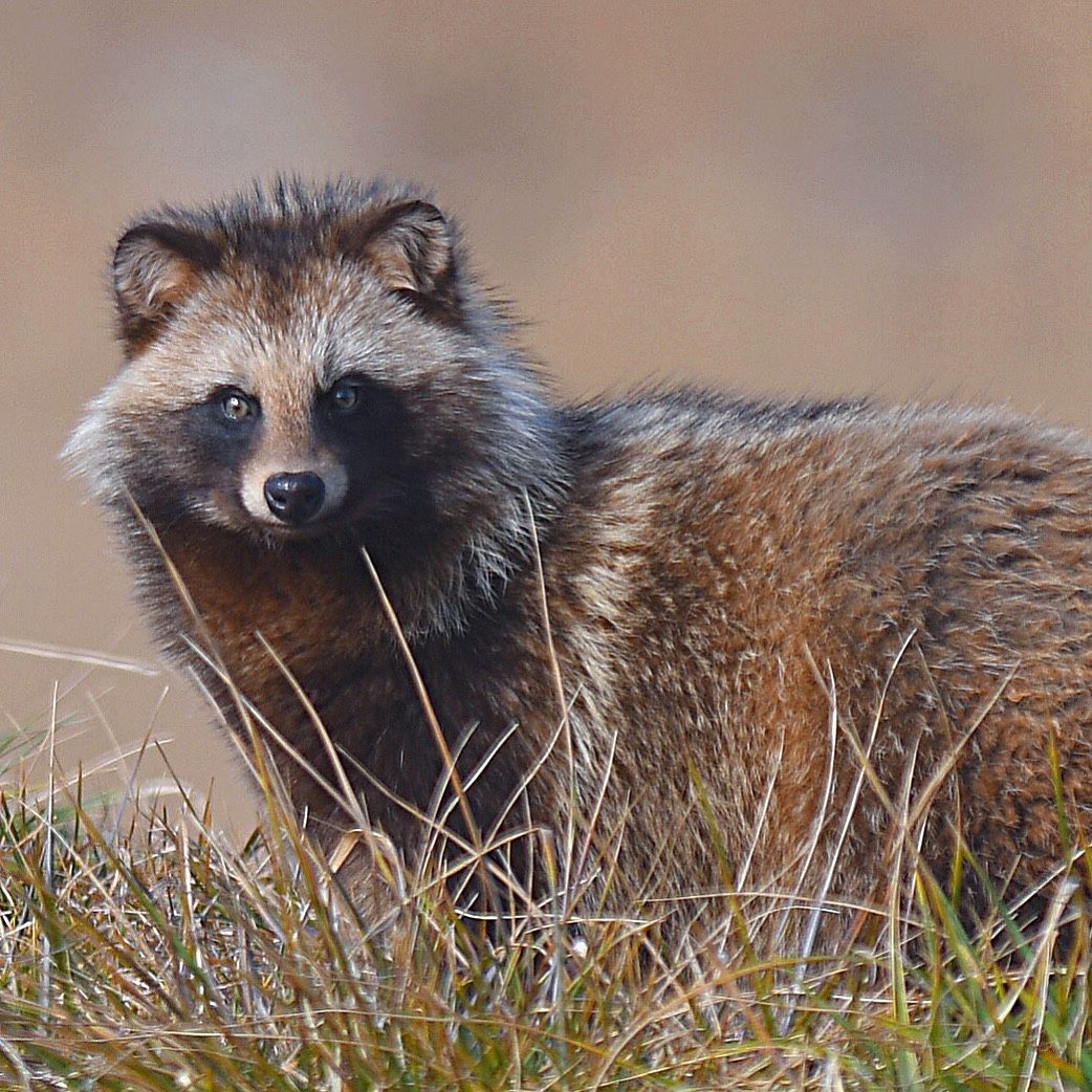 Un tanuki, chien viverrin du Japon, au pelage brun et gris avec un masque sombre autour des yeux, dans les herbes sèches