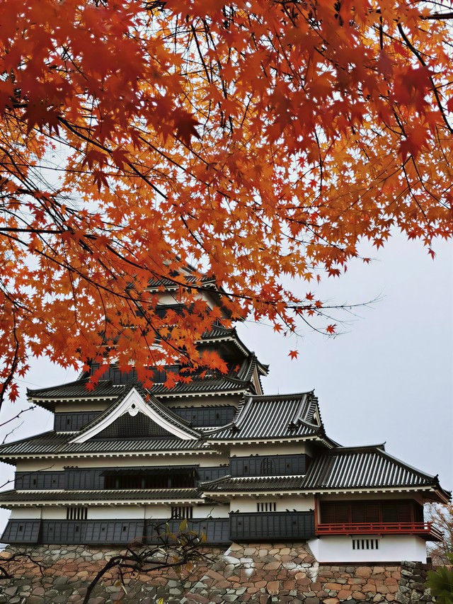 Le donjon noir et blanc du château de Matsumoto sous une voûte d'érables rouges, en novembre.