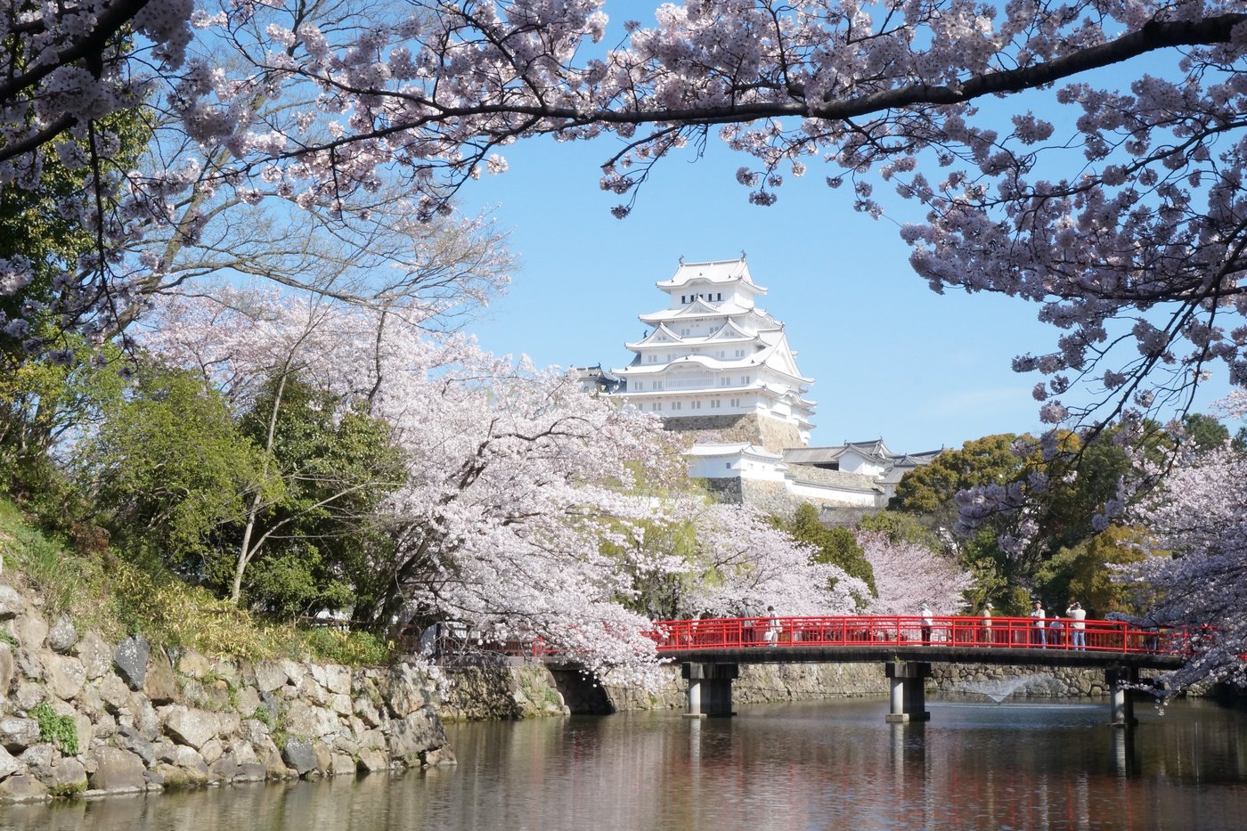 Château de Himeji entouré de cerisiers en fleurs, pont rouge sur les douves.