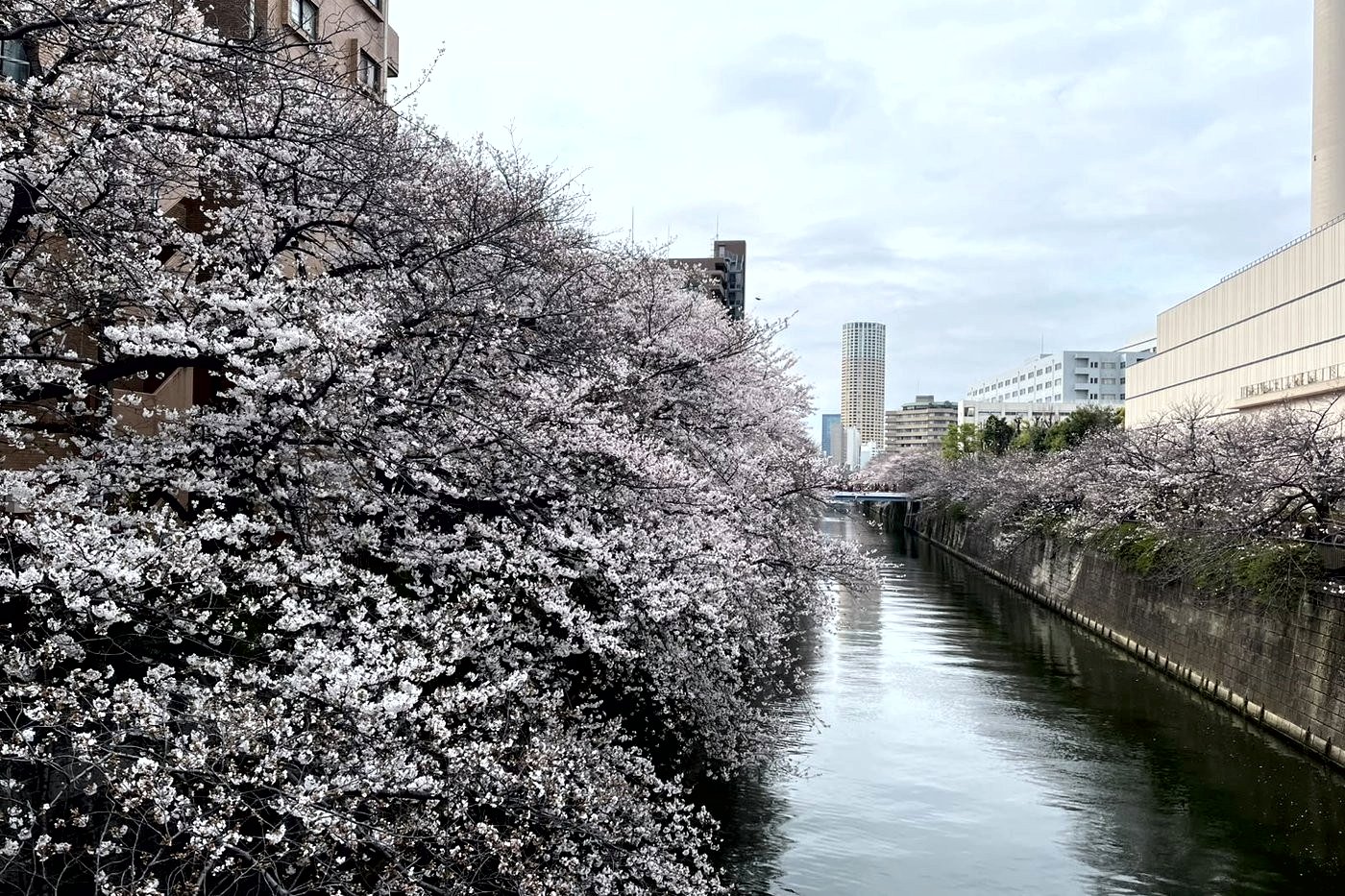 Tunnel de cerisiers au-dessus d'un canal bordé de tours, quartier animé de Tokyo, un jour nuageux.