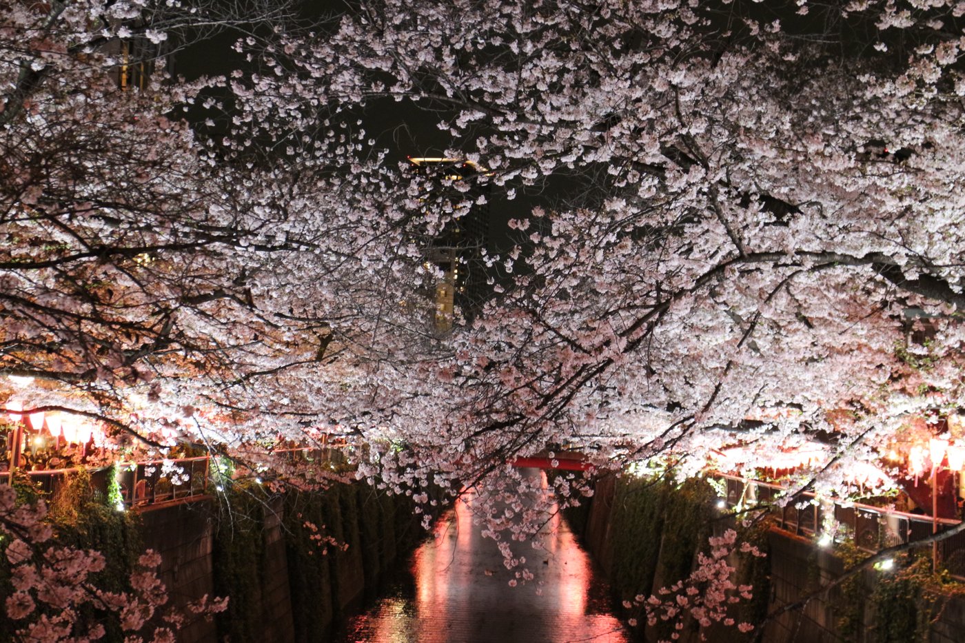 Tunnel de cerisiers illuminés la nuit au-dessus de la rivière Meguro à Nakameguro, lanternes rouges le long des quais.