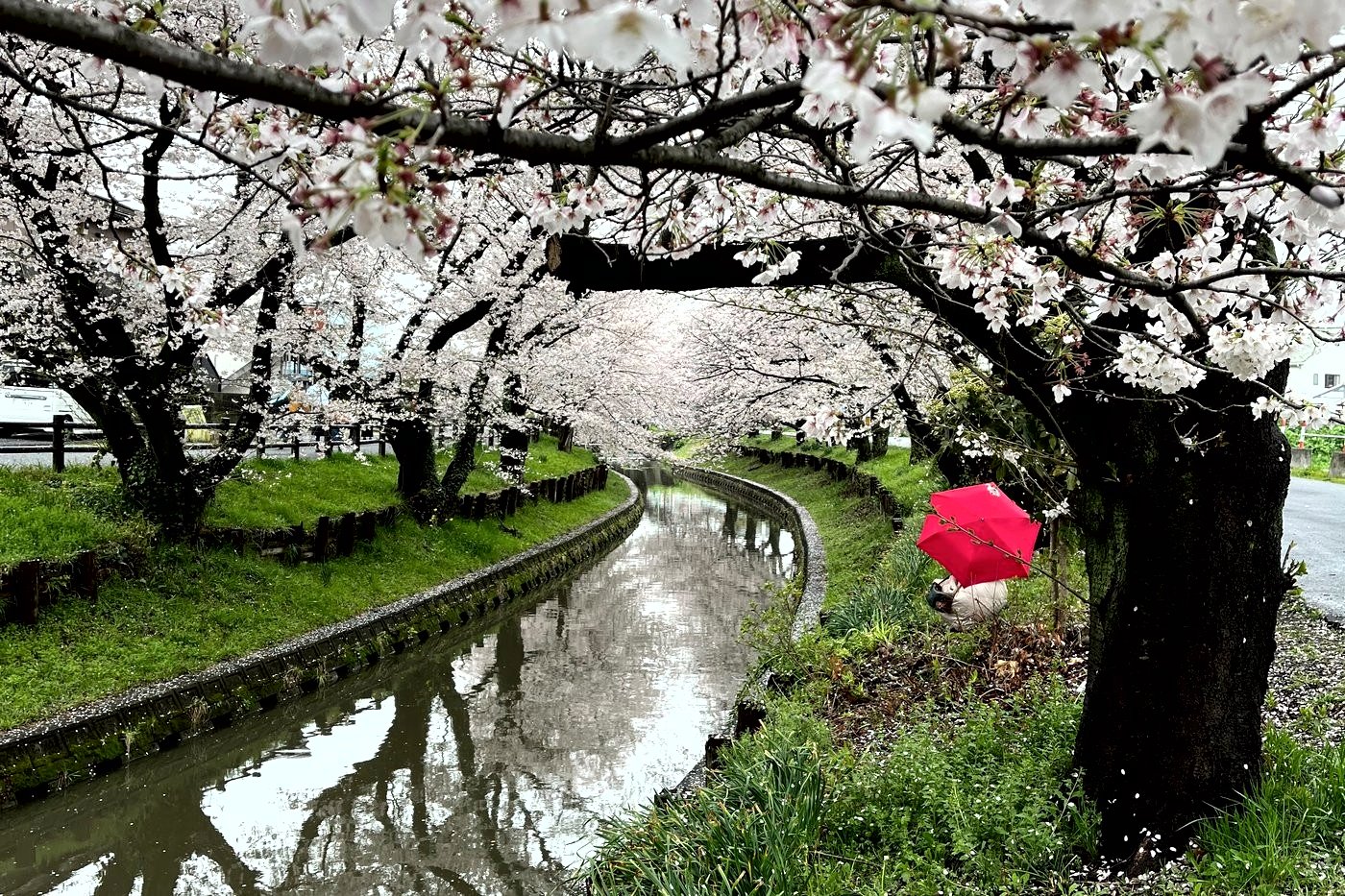 Tunnel de cerisiers en fleurs au-dessus de la rivière Shingashi à Kawagoe, un jour de pluie.