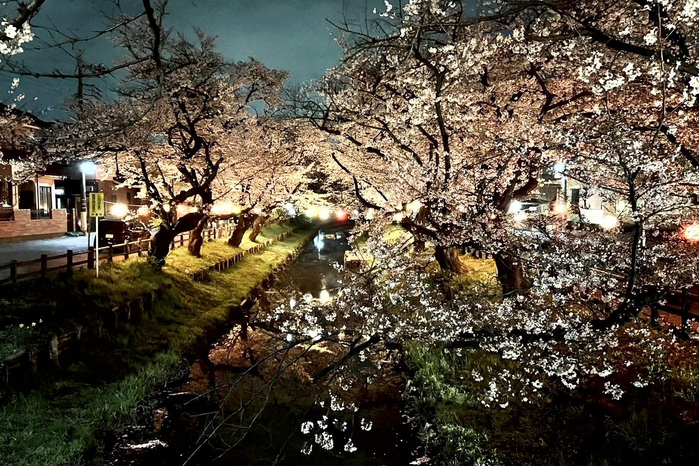 Cerisiers illuminés la nuit au-dessus de la rivière Shingashi à Kawagoe, lanternes suspendues au-dessus de l'eau.