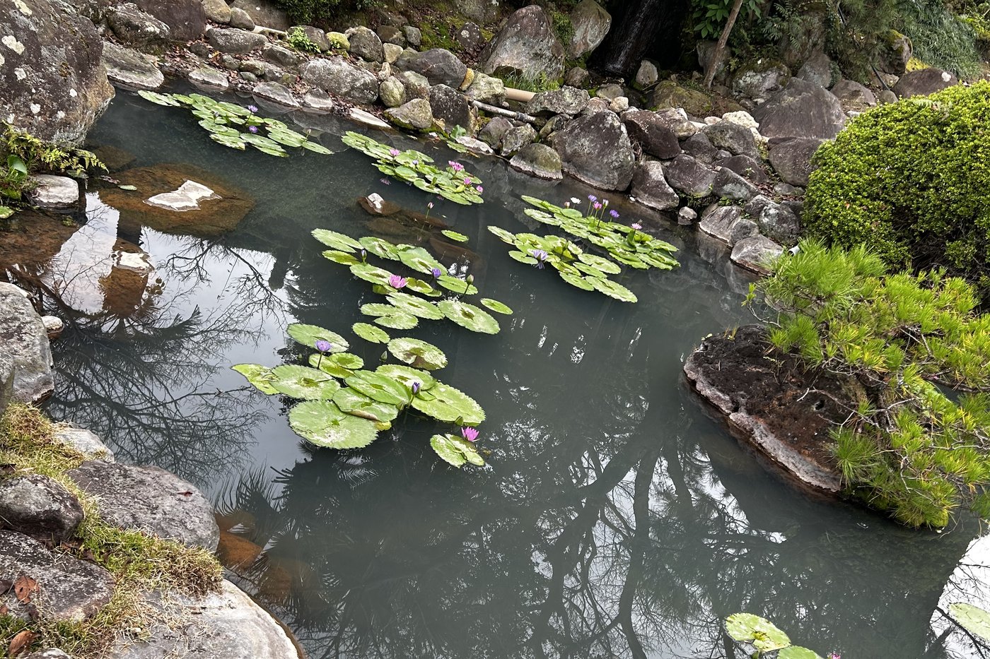 Étang chauffé par la géothermie avec nénuphars et fleurs violettes, dans le parc de Umi Jigoku à Beppu.