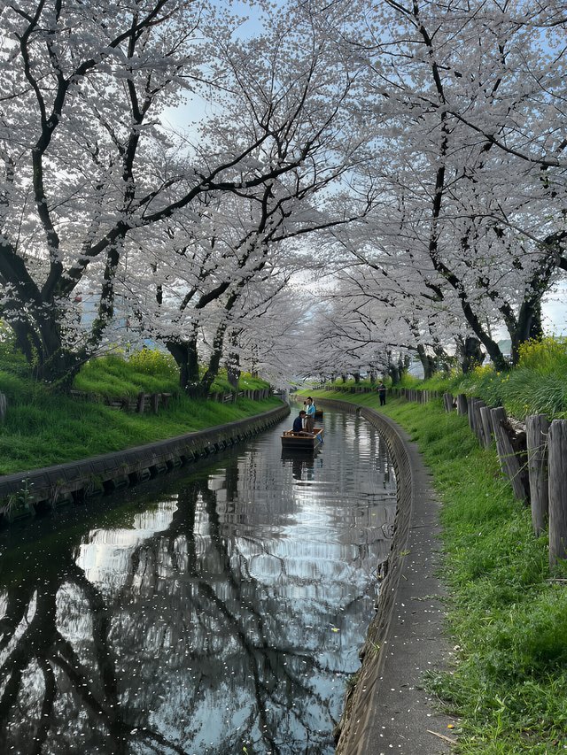 Une petite barque à perche glisse sous un tunnel de cerisiers en fleur, sur un canal japonais bordé de colza jaune.