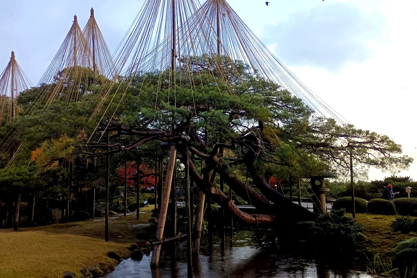 A pine in Kenrokuen garden held by yukitsuri ropes fanned out against the frost.