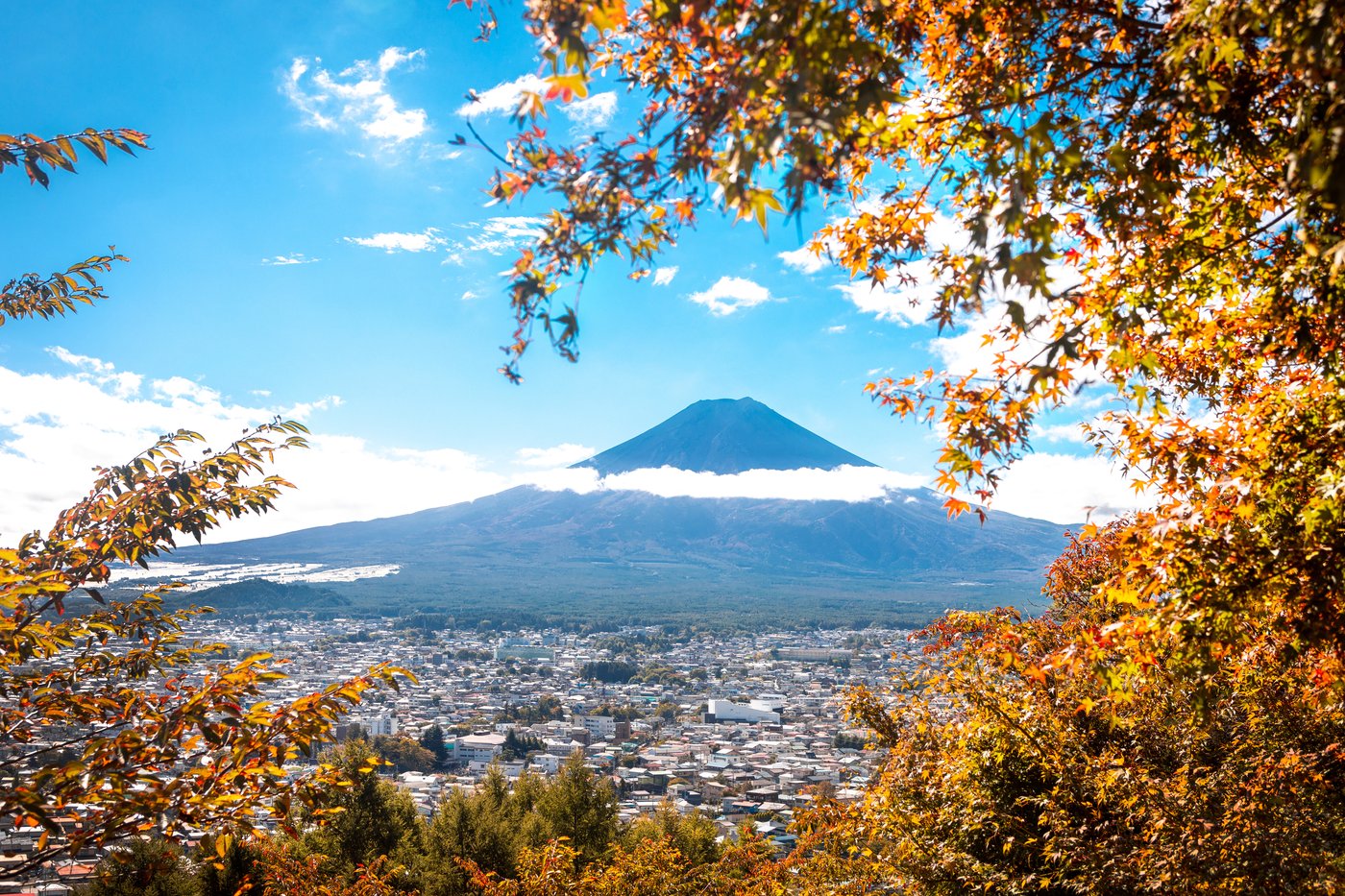 Mount Fuji framed by maples in autumn color, seen from Arakurayama Sengen park.