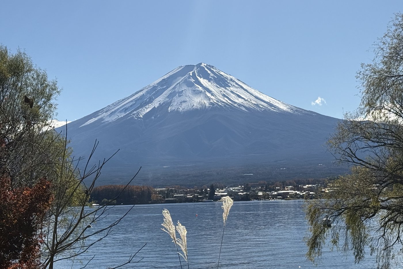 Snow-covered Mount Fuji seen from the shore of Lake Kawaguchi, plume grasses in the foreground.
