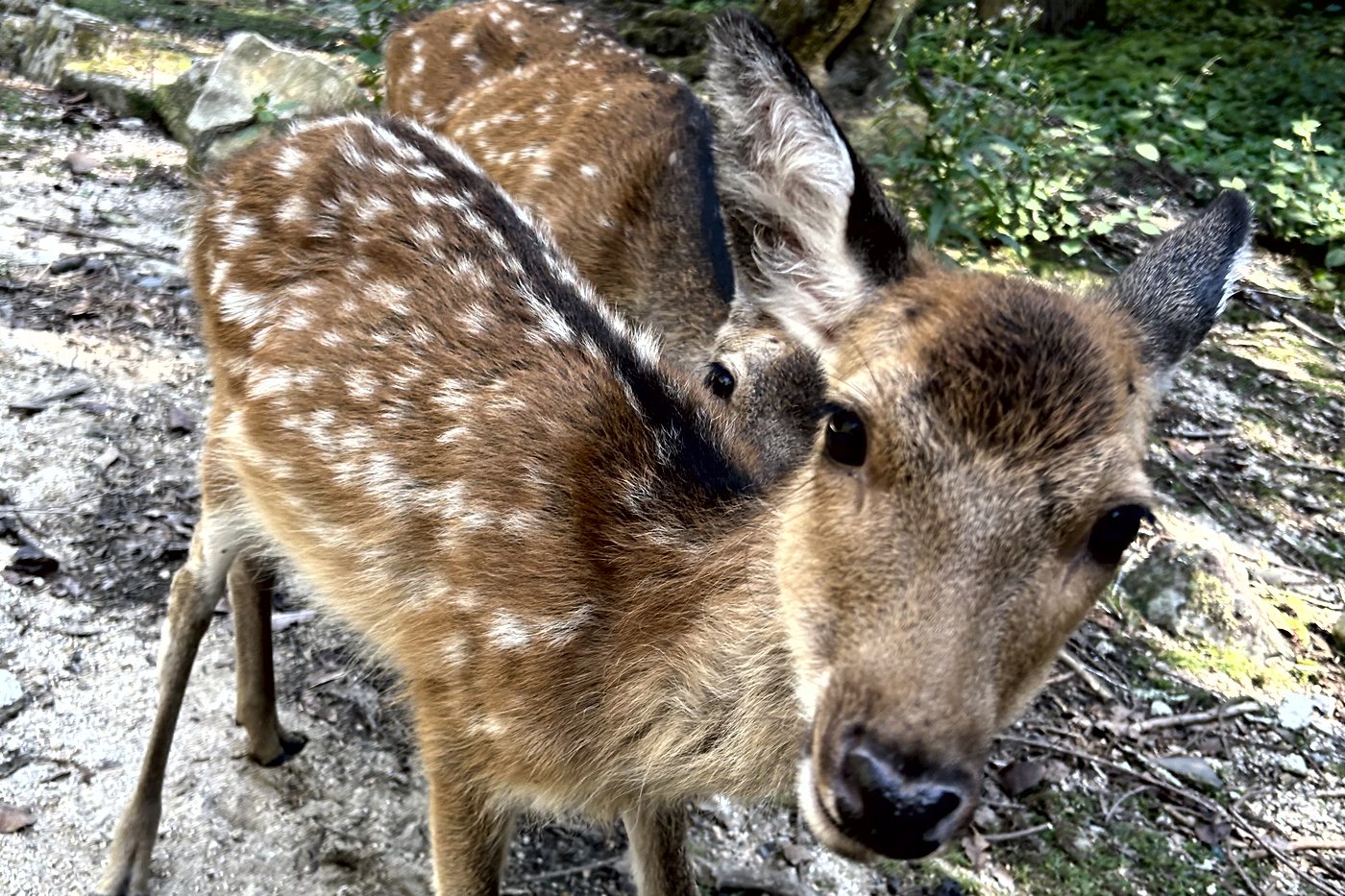 A close view of a white-spotted sika fawn on a path on Miyajima island.