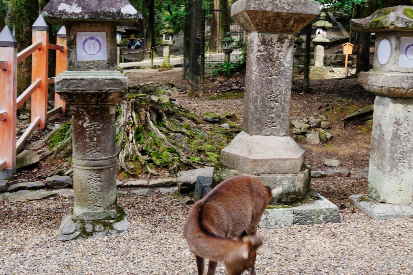 Mossy stone lanterns at Kasuga Taisha shrine, with a sika deer in the foreground.