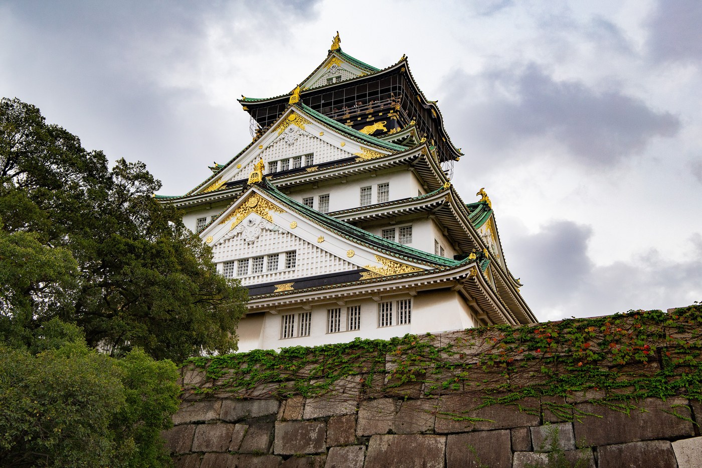 The gilded keep of Osaka castle, seen from its high ivy-covered stone walls.